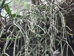 Image of Rhipsalis baccifera subsp. mauritiana (DC.) Barthlott