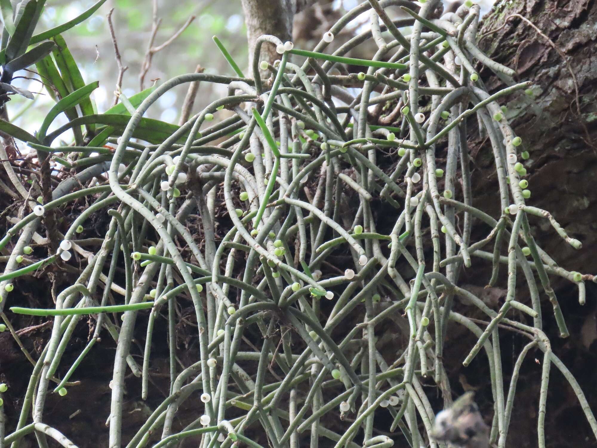 Слика од Rhipsalis baccifera subsp. mauritiana (DC.) Barthlott