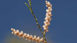 Image of Athel tamarisk