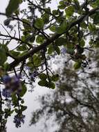 Image of Santa Barbara ceanothus