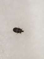 Image of Banded Black Carpet Beetle