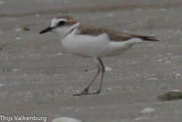 Charadrius dealbatus (Swinhoe 1870) resmi