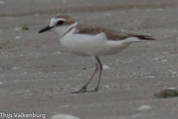 Charadrius dealbatus (Swinhoe 1870) resmi