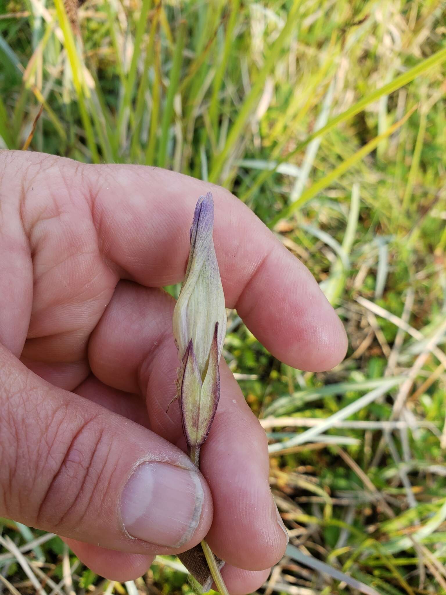 Gentianopsis barbata (Froel.) Ma的圖片