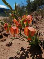 Imagem de Gladiolus pulcherrimus (G. J. Lewis) Goldblatt & J. C. Manning