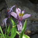 Image of Alstroemeria zoellneri Ehr. Bayer