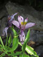 Image of Alstroemeria zoellneri Ehr. Bayer