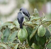 Image of Plain-colored Tanager