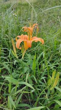 Image of Hemerocallis fulva var. aurantiaca (Baker) M. Hotta