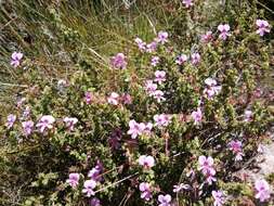 Image of Pelargonium englerianum Knuth