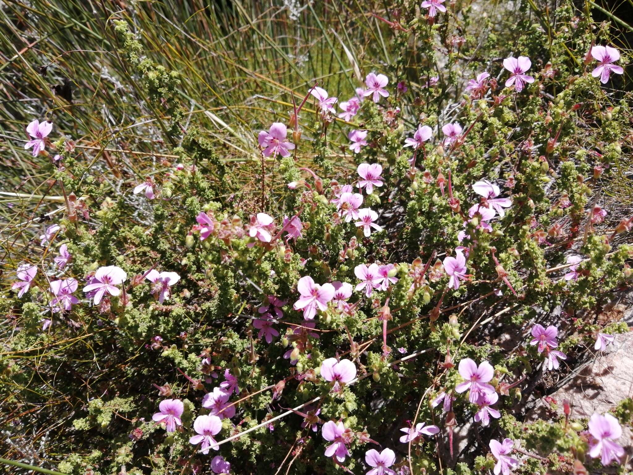 Image of Pelargonium englerianum Knuth