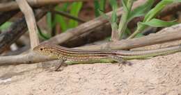 Image of Cryptic Racerunner