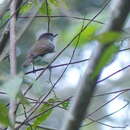 Image of Buru Jungle Flycatcher