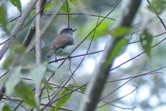 Image of Buru Jungle Flycatcher