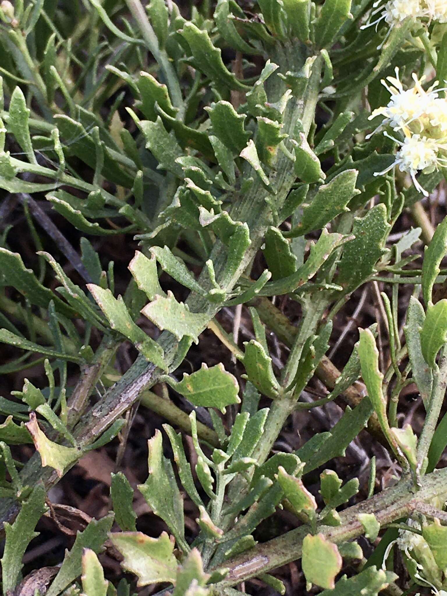 Image of Baccharis linearifolia (Lam.) Pers.