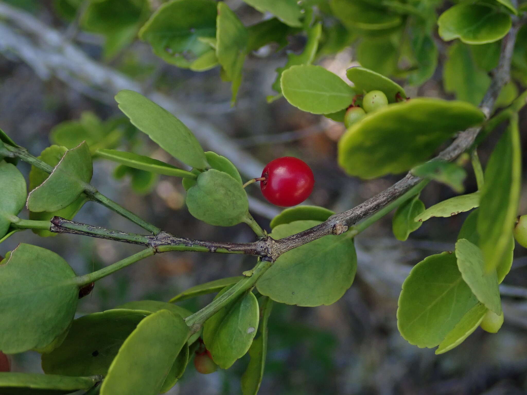 Image of maidenberry