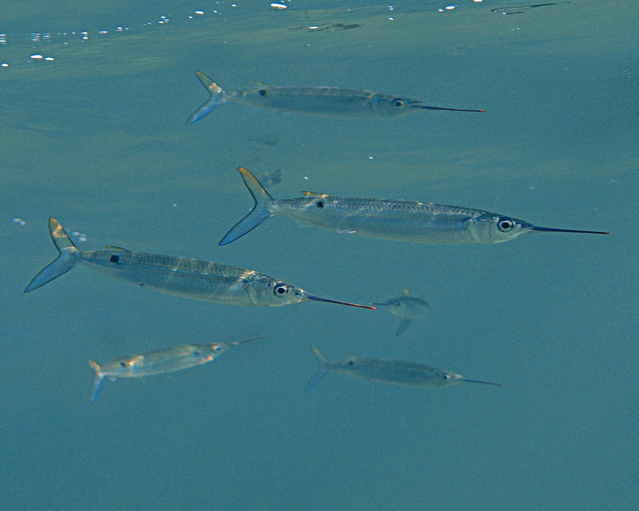 Image of Flat-sided garfish