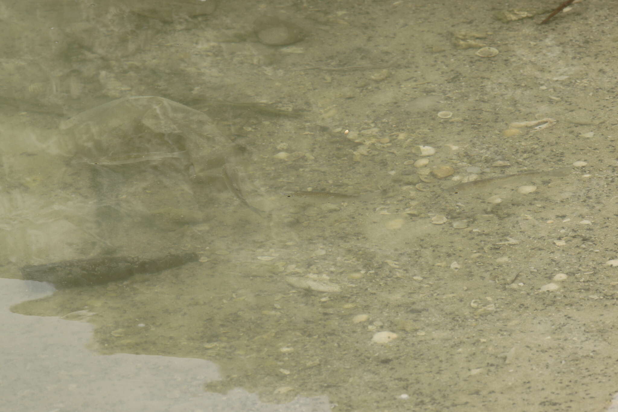 Image of Brown-backed mullet