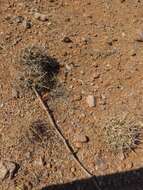 Image of Pima pineapple cactus