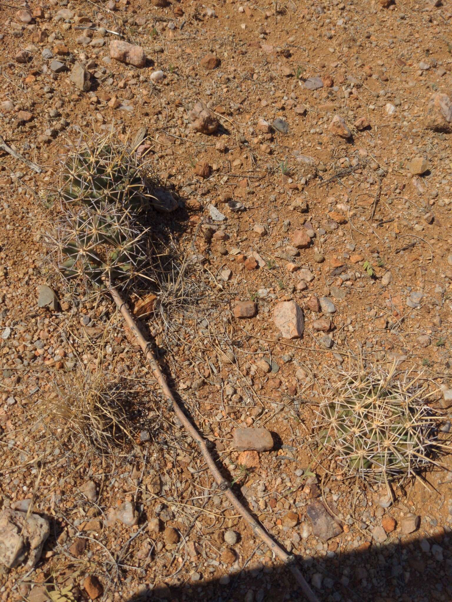 Image of Pima pineapple cactus