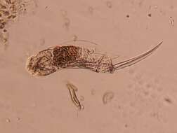 Image of Cephalodella mucronata Myers 1924