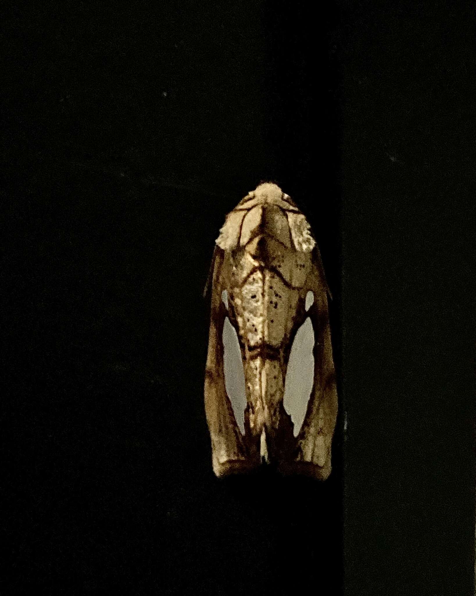 Image of Basilodes philobia Druce 1897