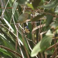 Image of Lovely Fairy-wren