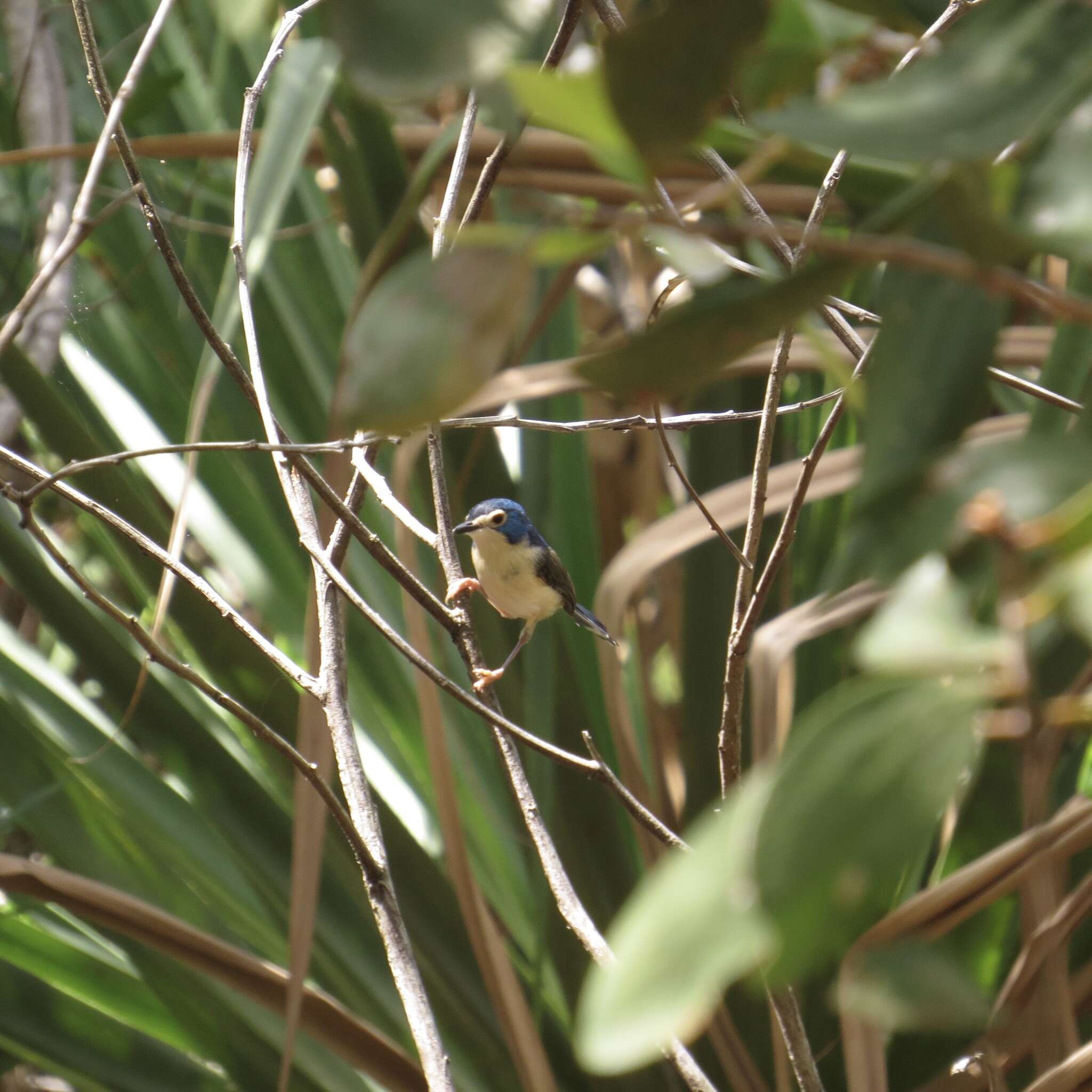 Слика од Malurus amabilis Gould 1852