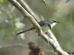 Image of Apalis thoracica thoracica (Shaw 1811)