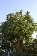 Image of Common Cabbage Tree