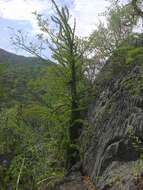 Imagem de Fouquieria purpusii T. S. Brandegee