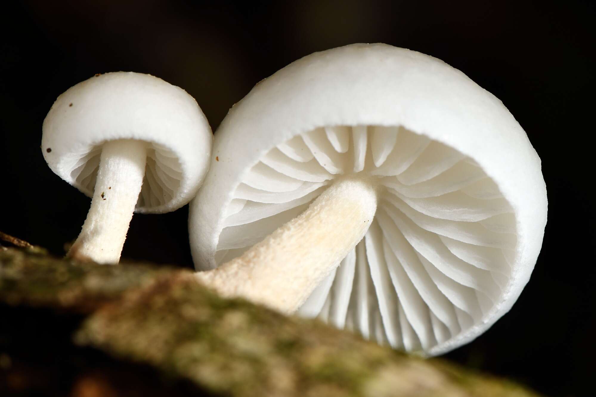 Image of Oudemansiella australis G. Stev. & G. M. Taylor 1964