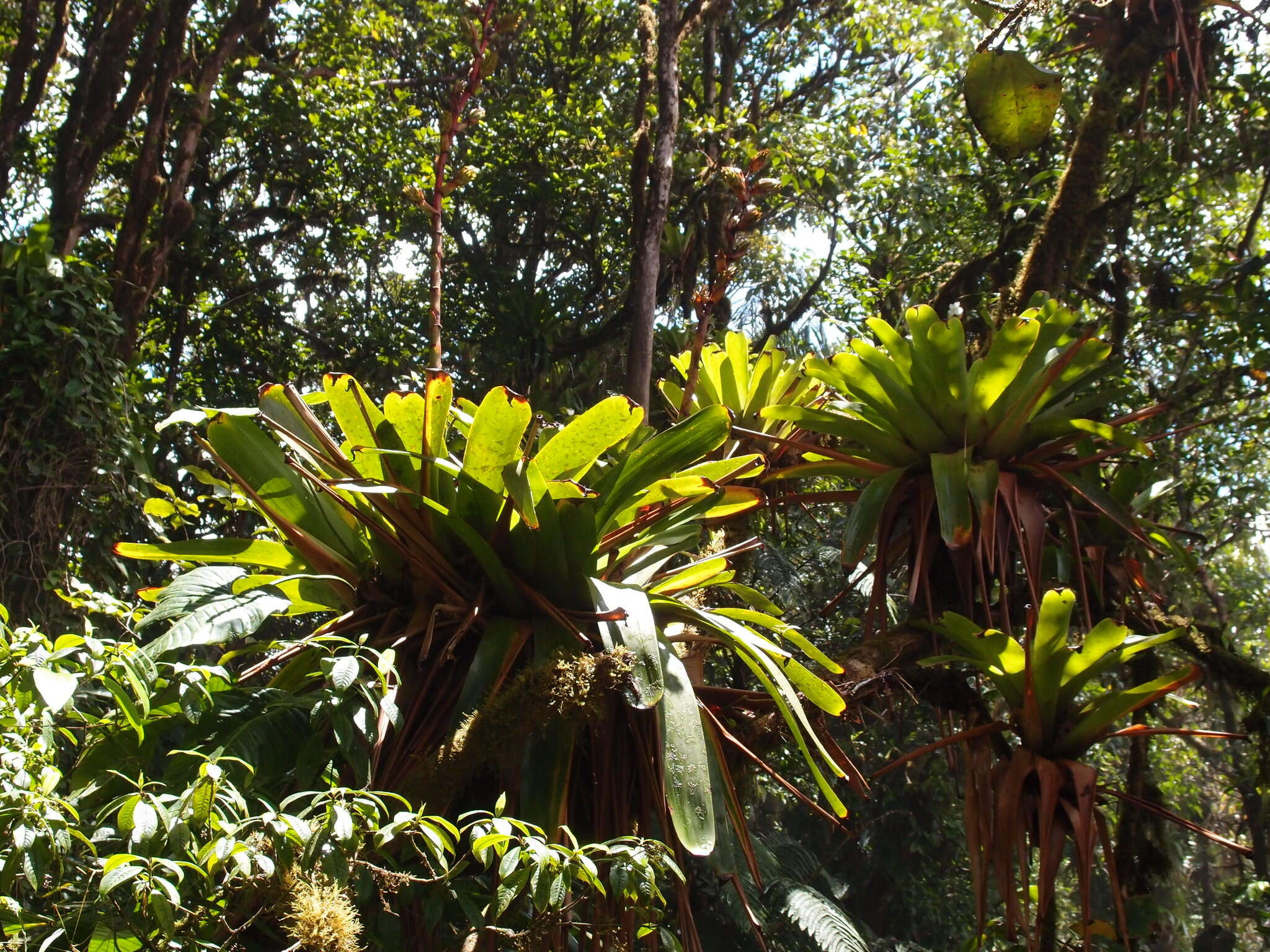 Image de Glomeropitcairnia erectiflora Mez