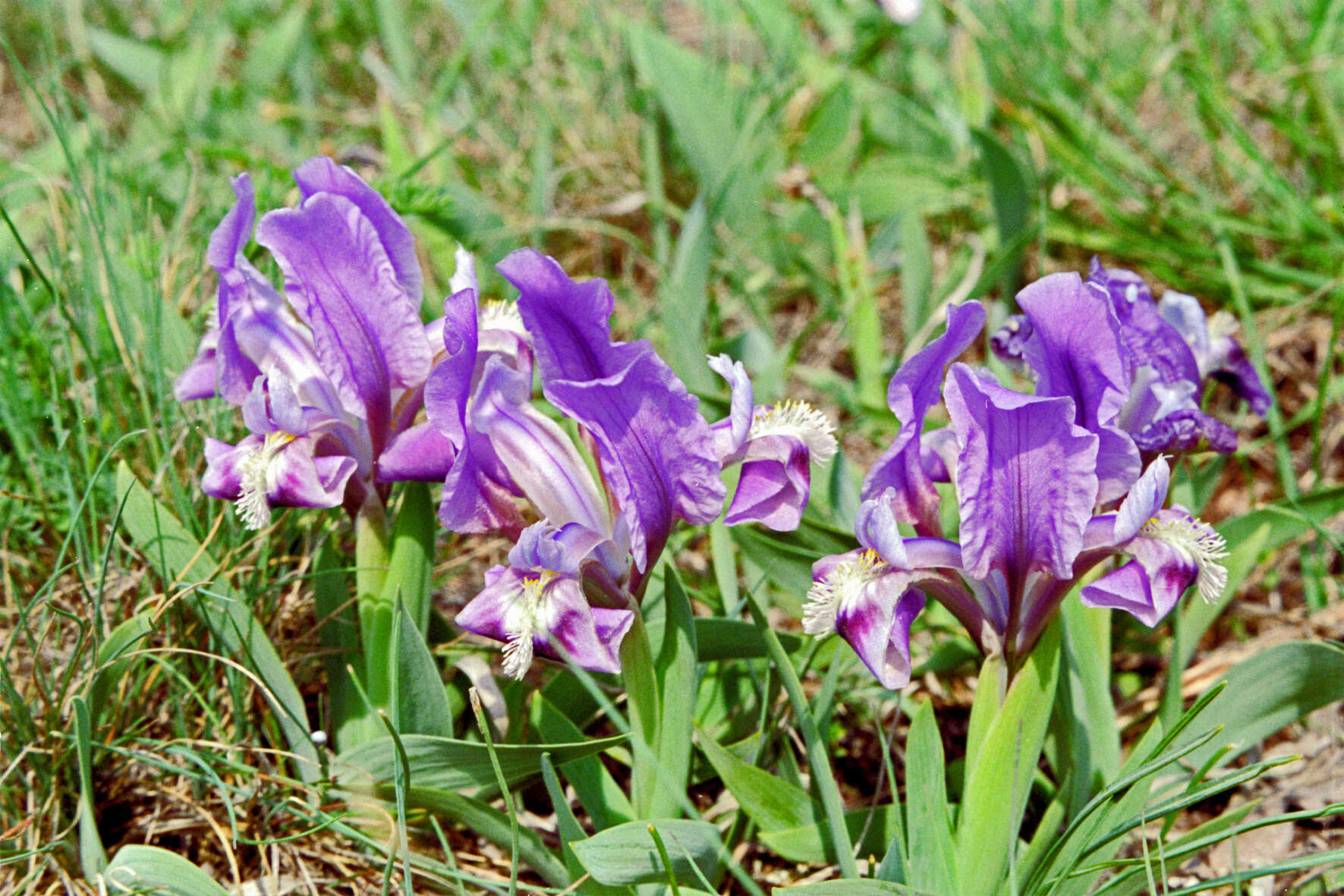 Plancia ëd Iris pumila L.