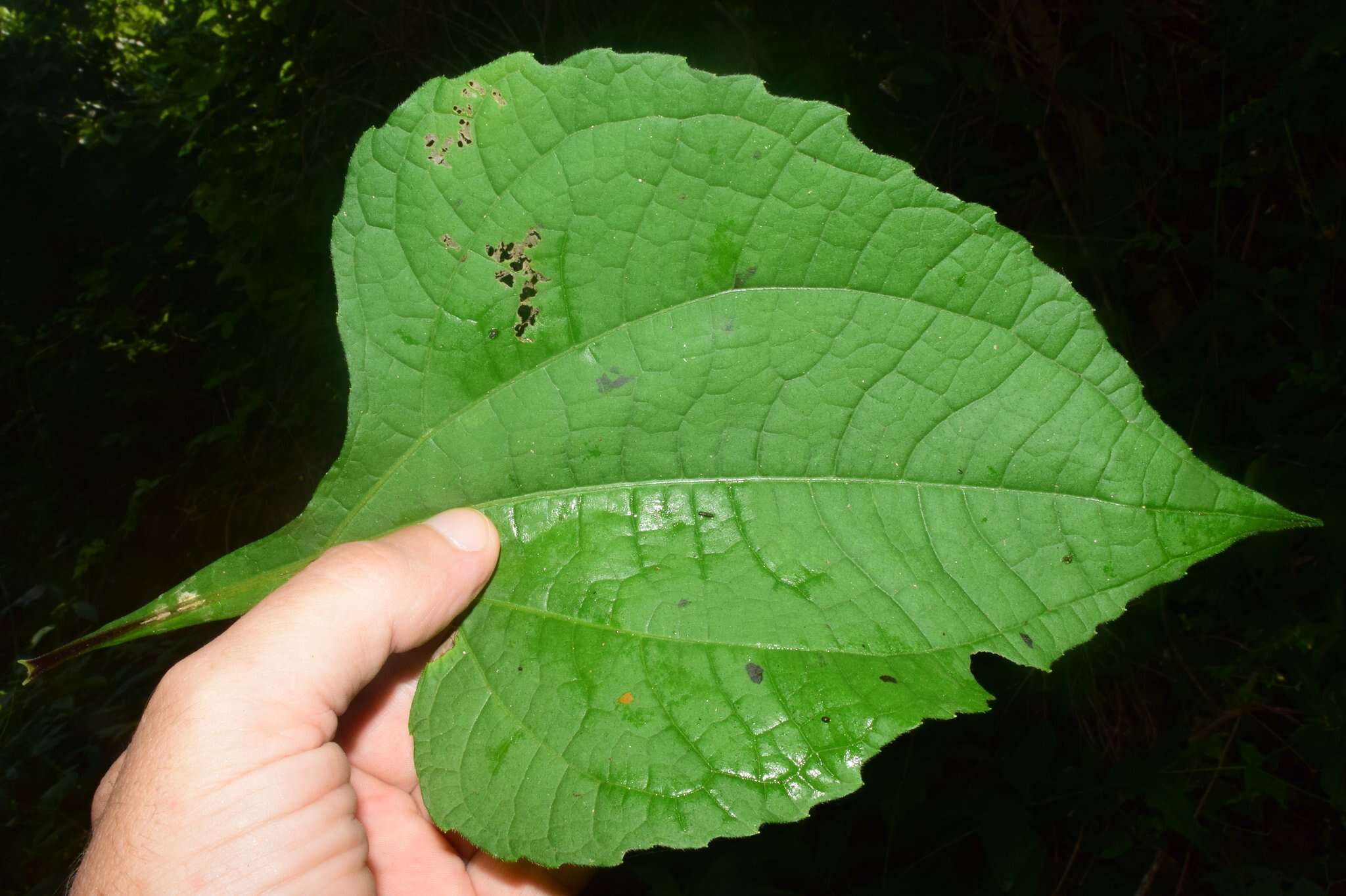 Image of Milleria quinqueflora L.