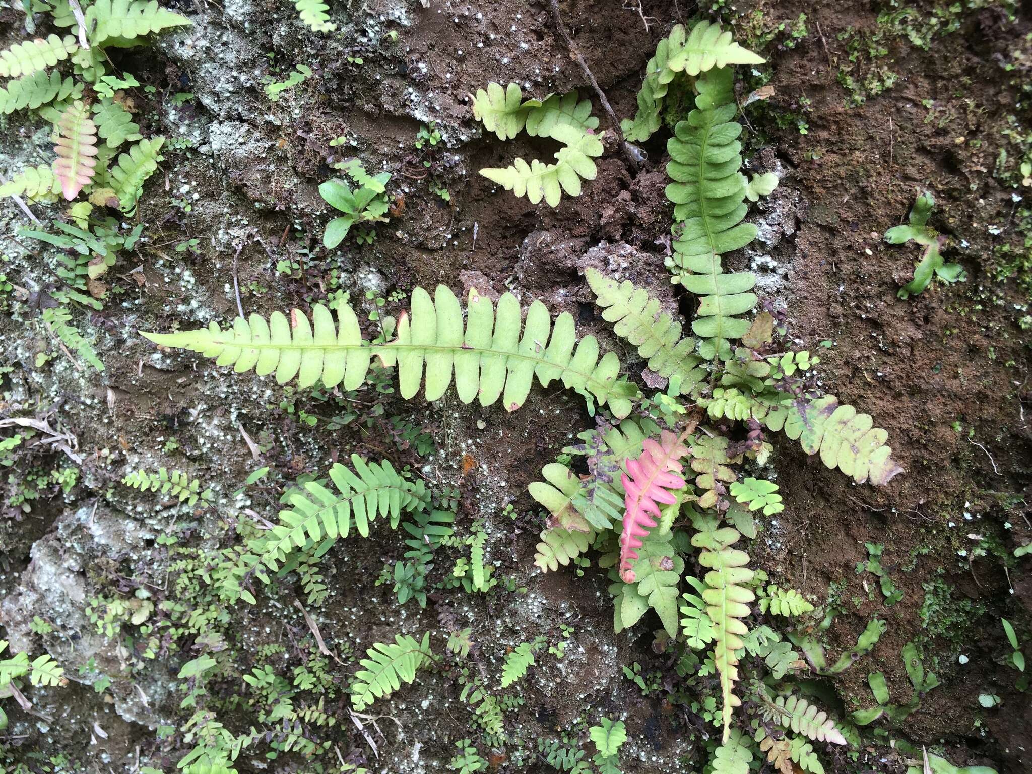 Image of Narrow-Leaf Mid-Sorus Fern