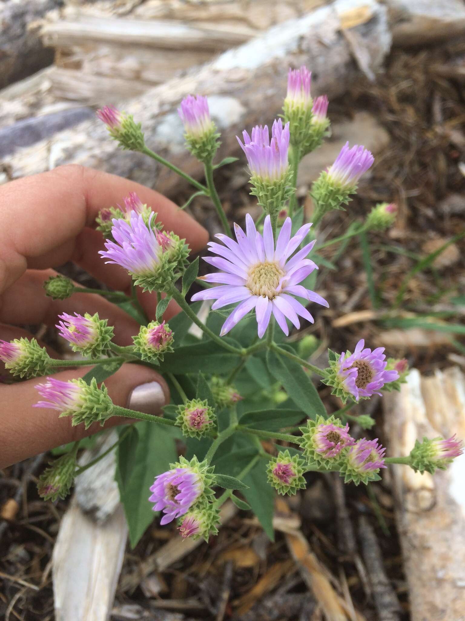 صورة Eurybia conspicua (Lindl.) G. L. Nesom