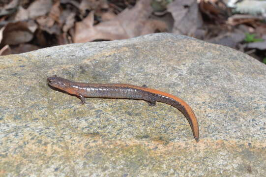 Plancia ëd Plethodon websteri Highton 1979