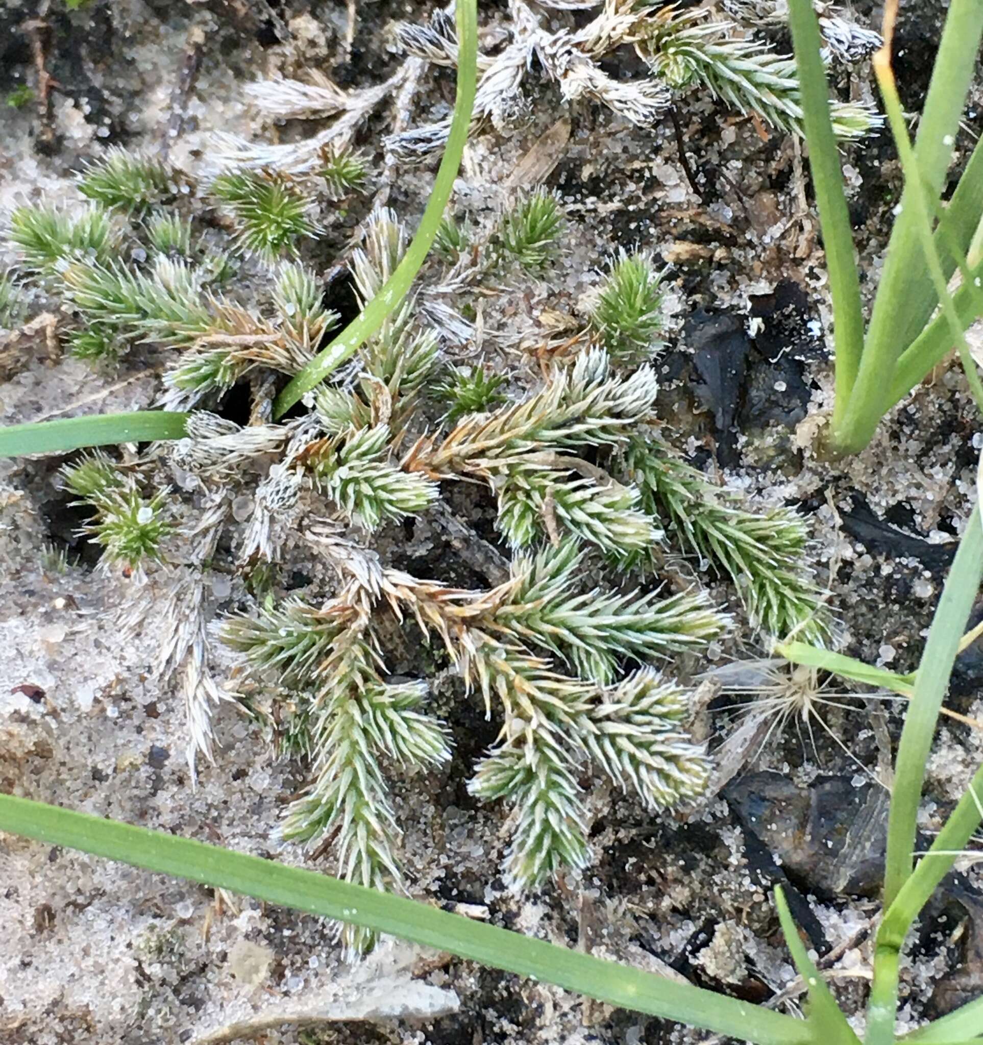 Image of Selaginella sellowii Hieron.