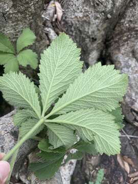 Cyphostemma lanigerum (Harv.) Descoings ex Wild & R. B. Drumm. resmi