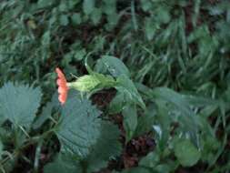 Image de Silene fulgens (Spreng.) E. H. L. Krause