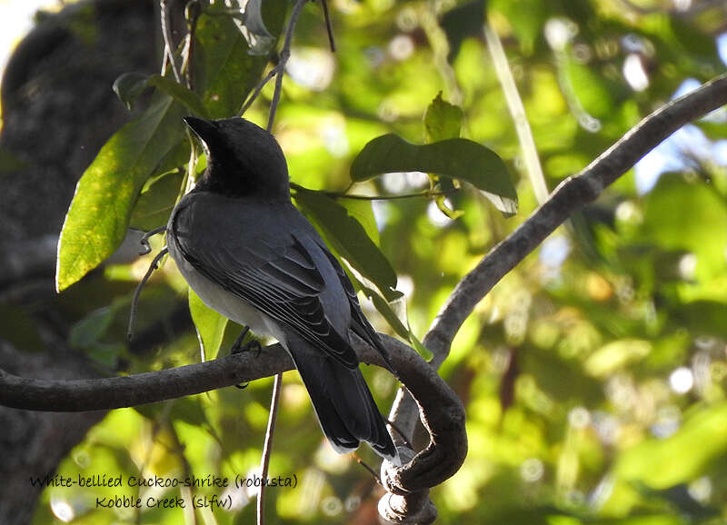 Coracina papuensis robusta (Latham 1801) resmi