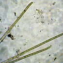 Image of Phormidium nigroviride (Thwaites ex Gomont) Anagnostidis & Komárek 1988