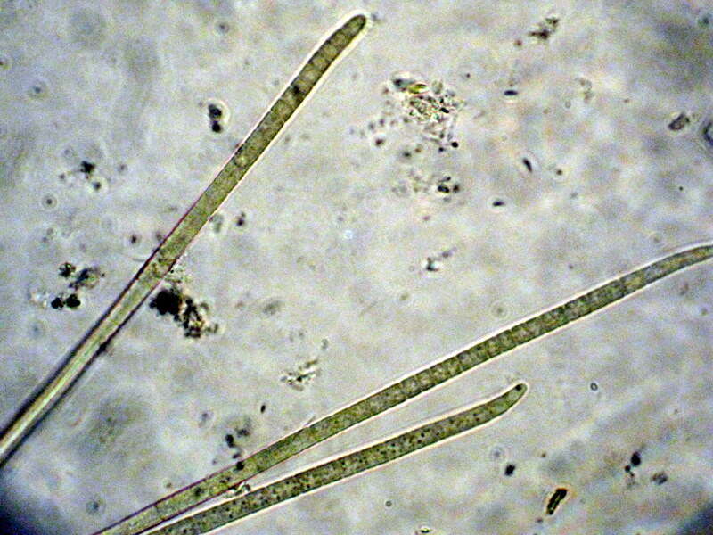 Image of Phormidium nigroviride (Thwaites ex Gomont) Anagnostidis & Komárek 1988