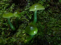 Image of Gliophorus viridis (G. Stev.) E. Horak 1971