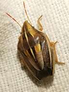 Image of Wheat stink bug