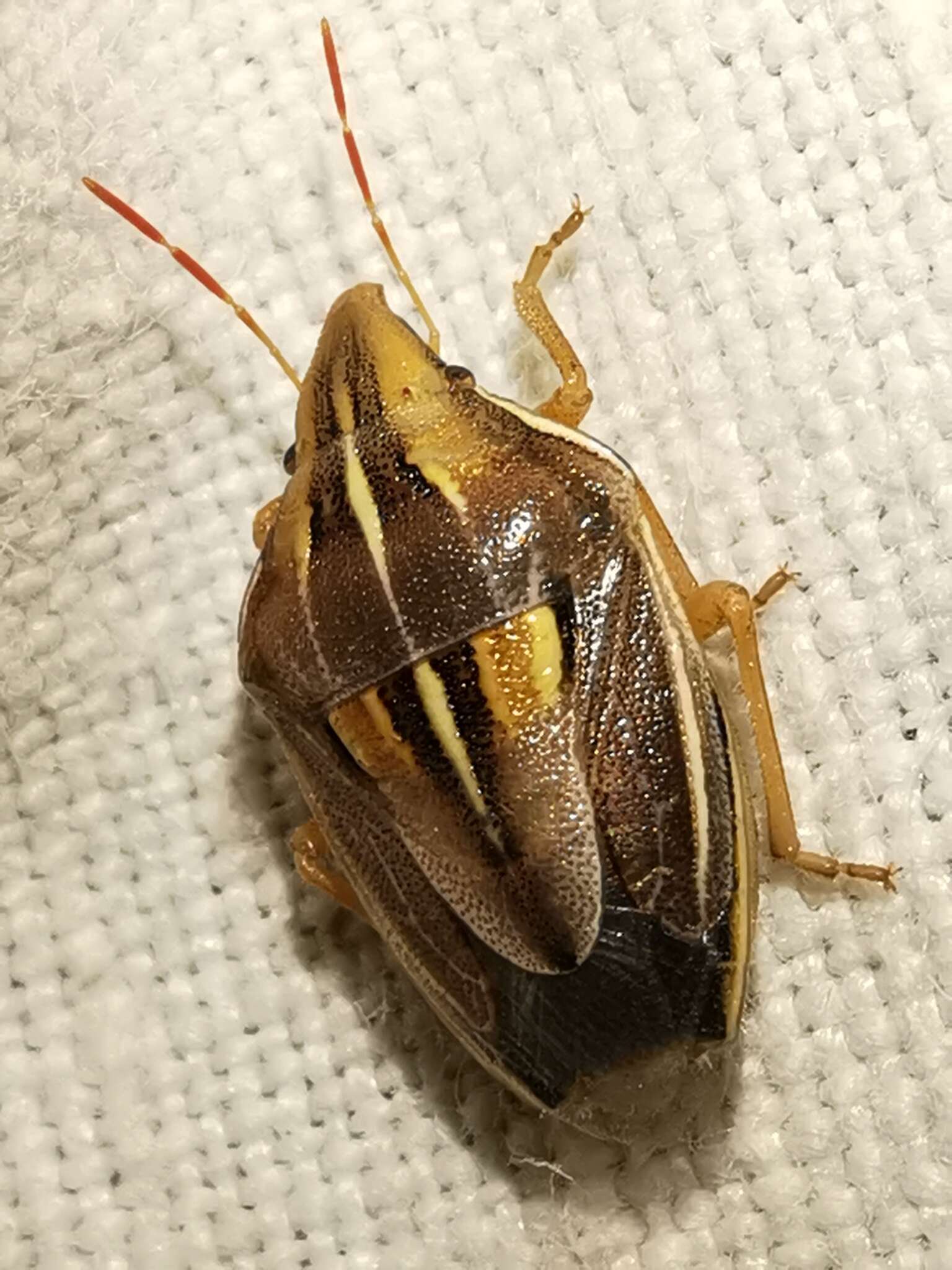 Image of Wheat stink bug