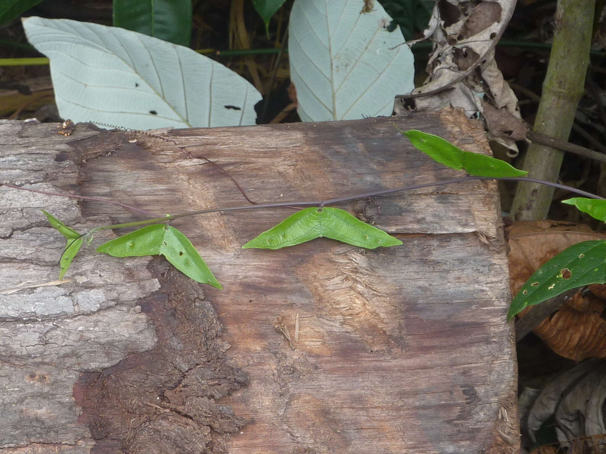 Passiflora vespertilio L.的圖片