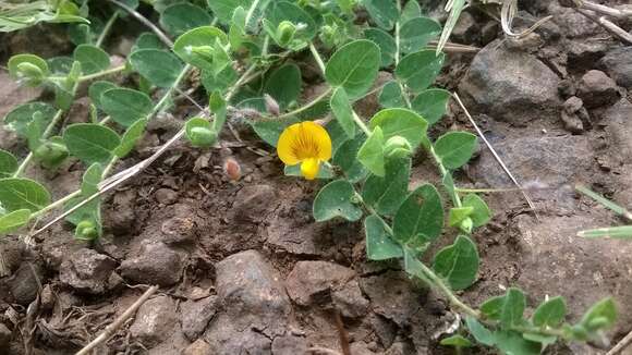 Image of Crotalaria filipes Benth.