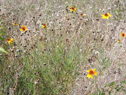 صورة Thelesperma filifolium (Hook.) A. Gray